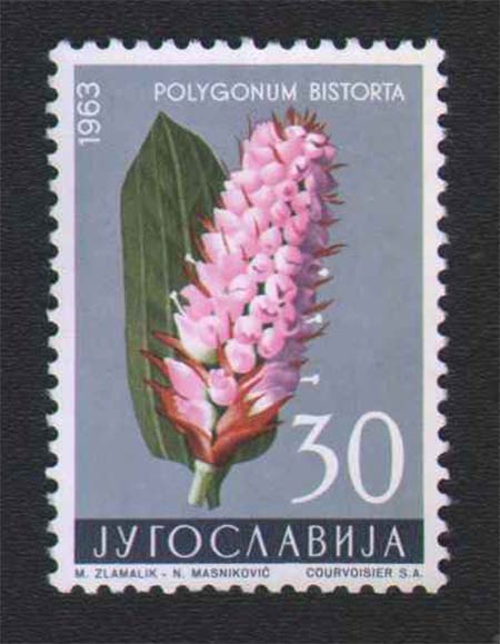 srcenjak - petoprsta trava 1963 godina srcenjak - petoprsta trava 1963 godina